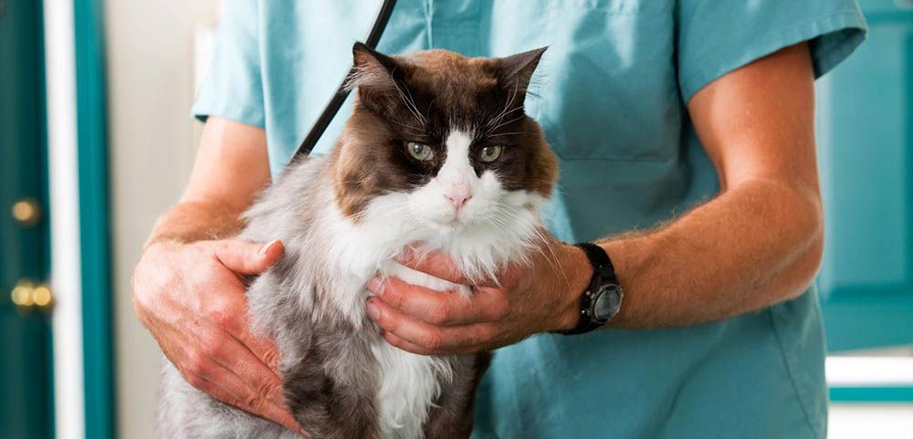 Clínica Veterinaria El Calvario gato