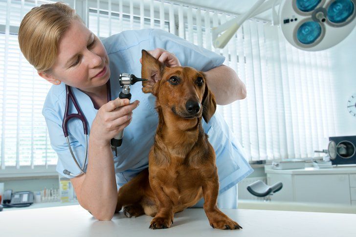 Clínica Veterinaria El Calvario persona revisando a perro